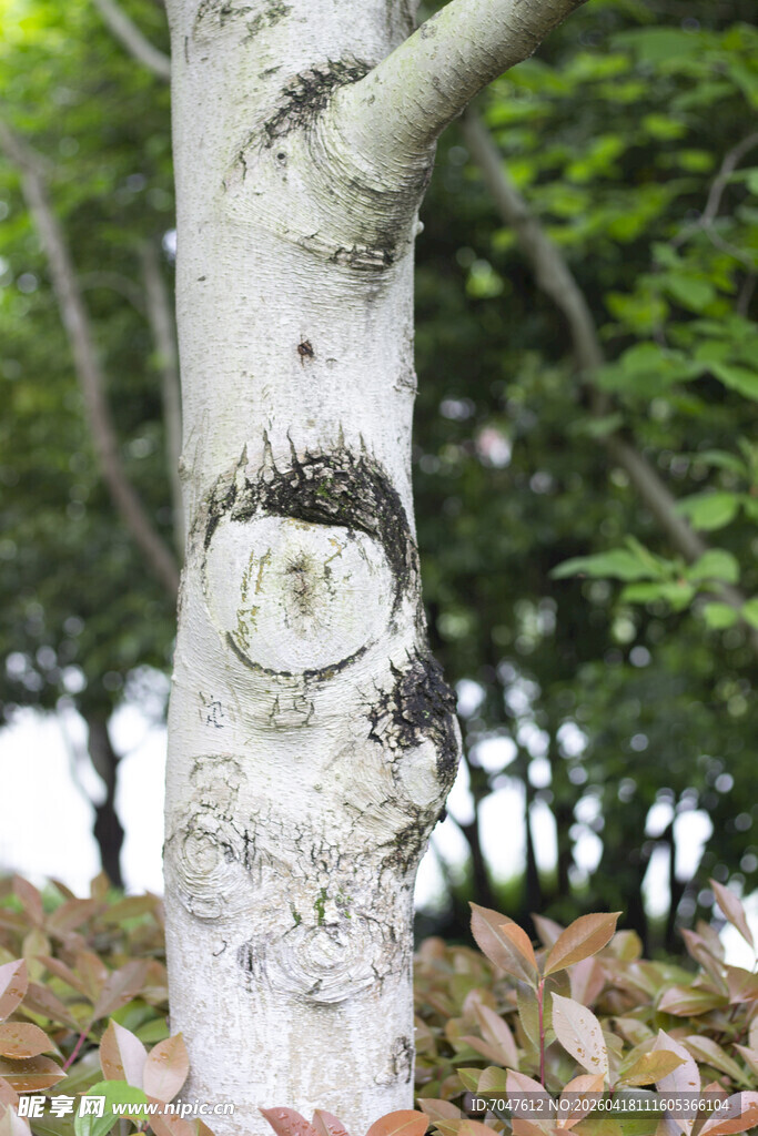 玉兰花环状脱叶痕
