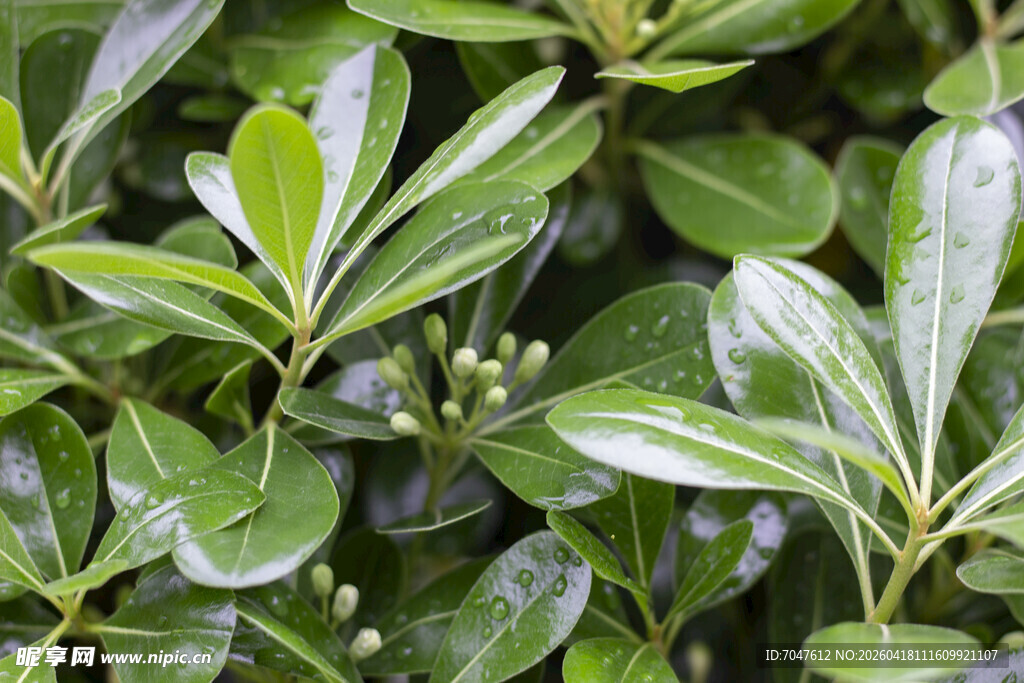 翠绿海桐叶特写