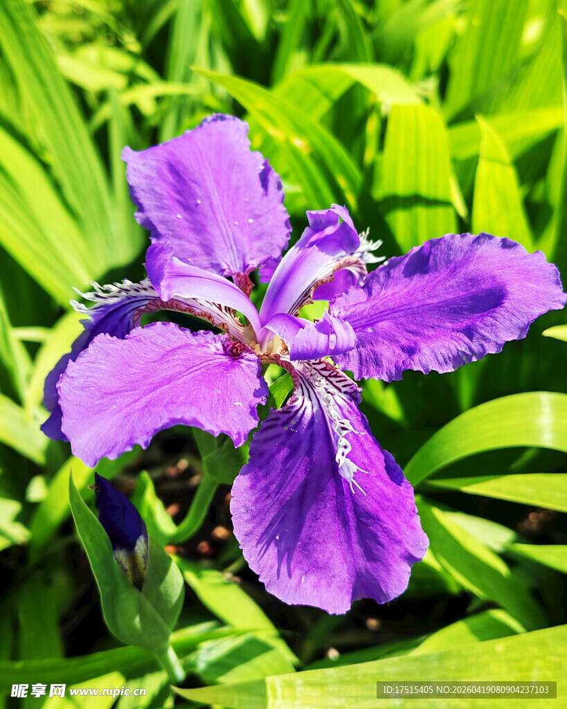鸢尾花