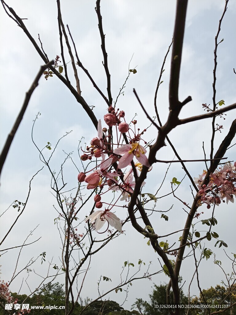 枝头绽放的粉嫩花朵