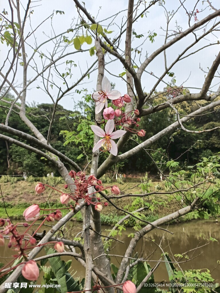 枝头绽放的娇艳粉色花朵