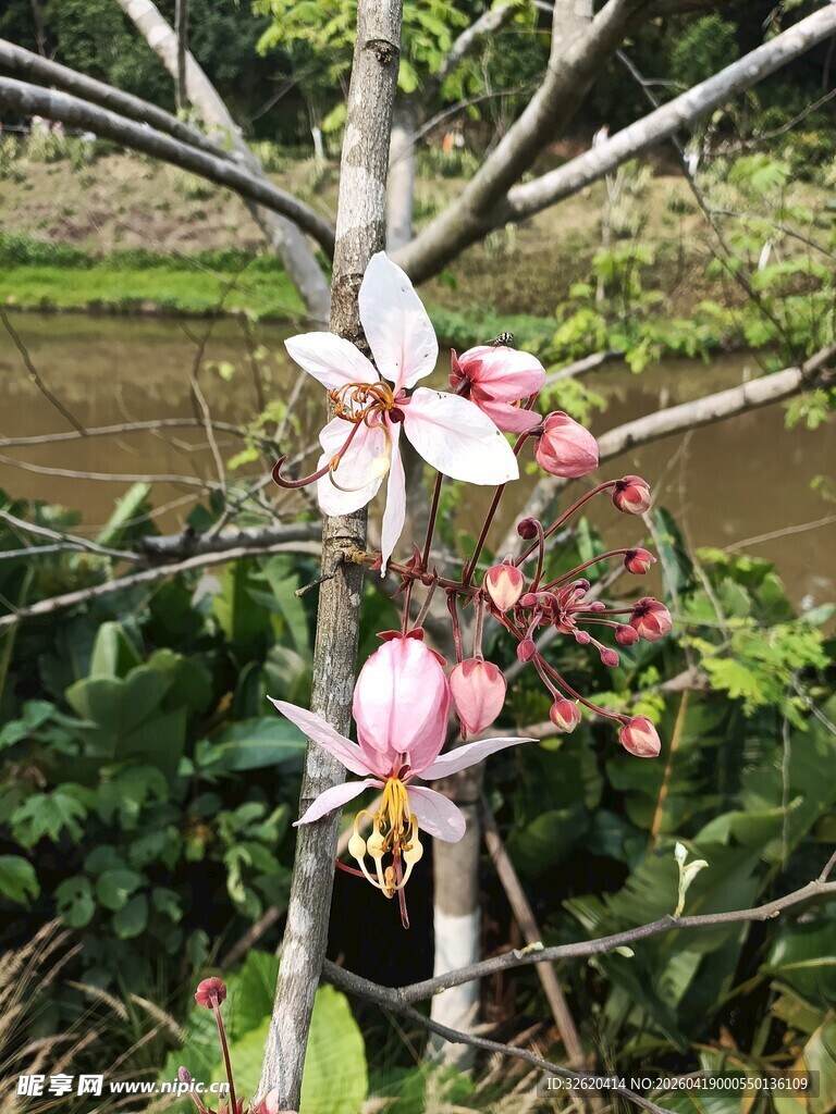 枝头绽放的美丽玉兰花
