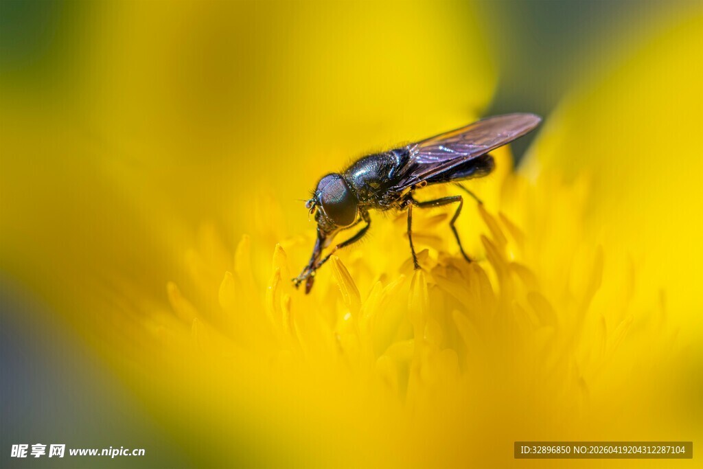 花间采蜜的小昆虫