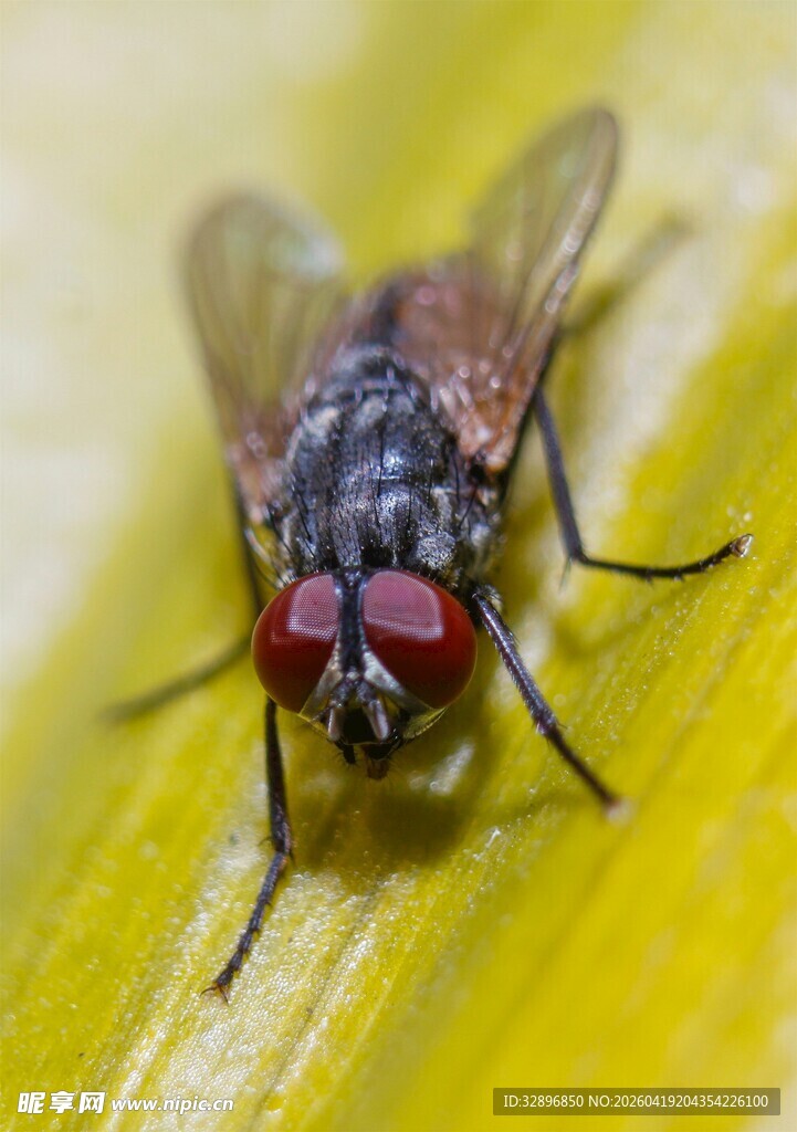 微距下的红眼苍蝇