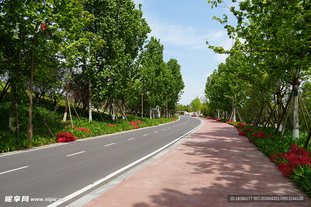 林荫铺就的美丽城市道路