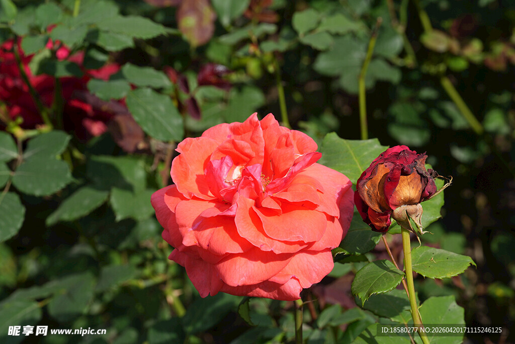 娇艳盛开的橘色月季花