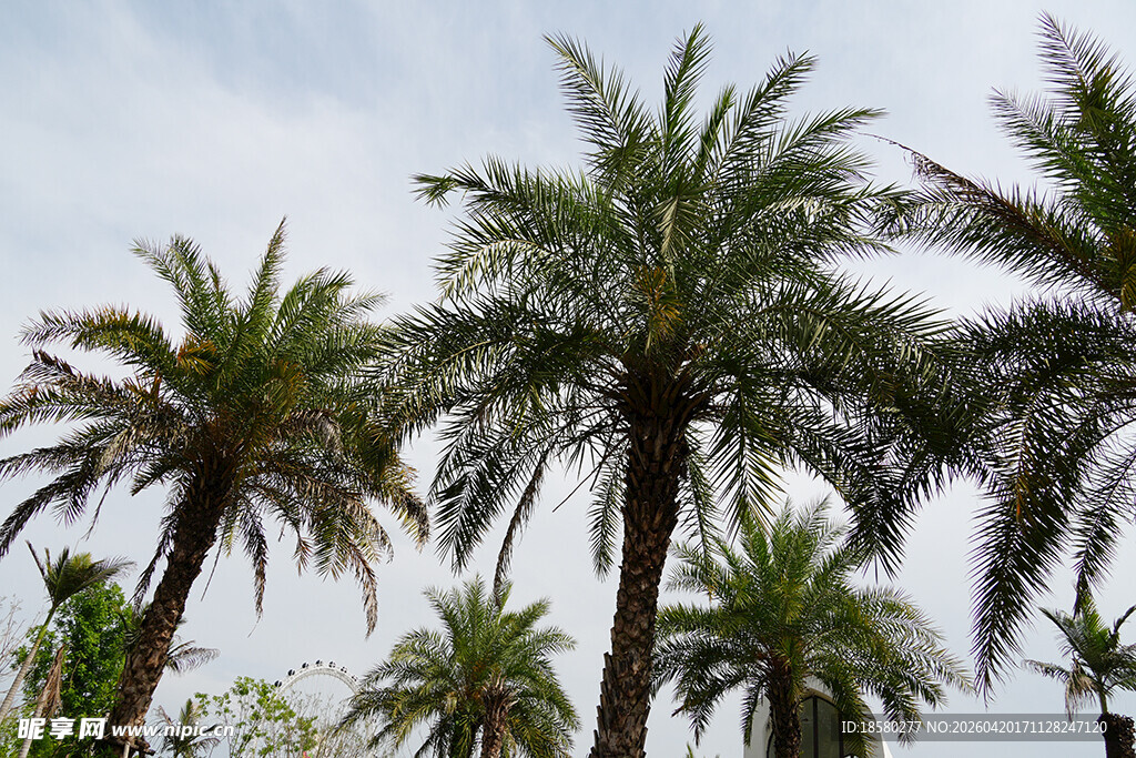 高大挺拔的棕榈树景观