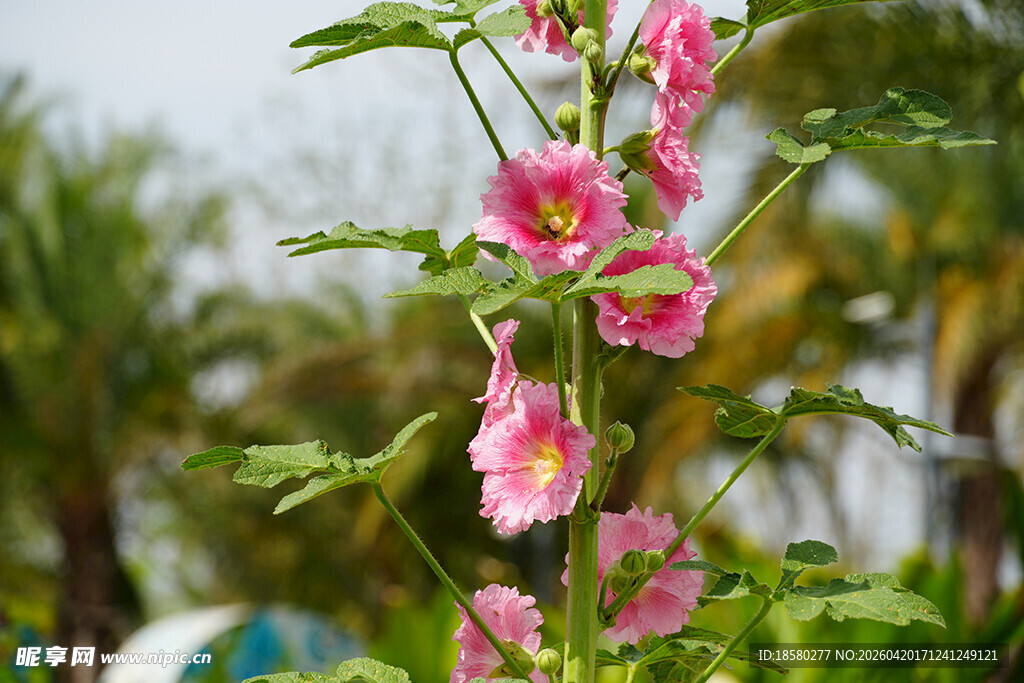 娇艳蜀葵绽放于绿意间