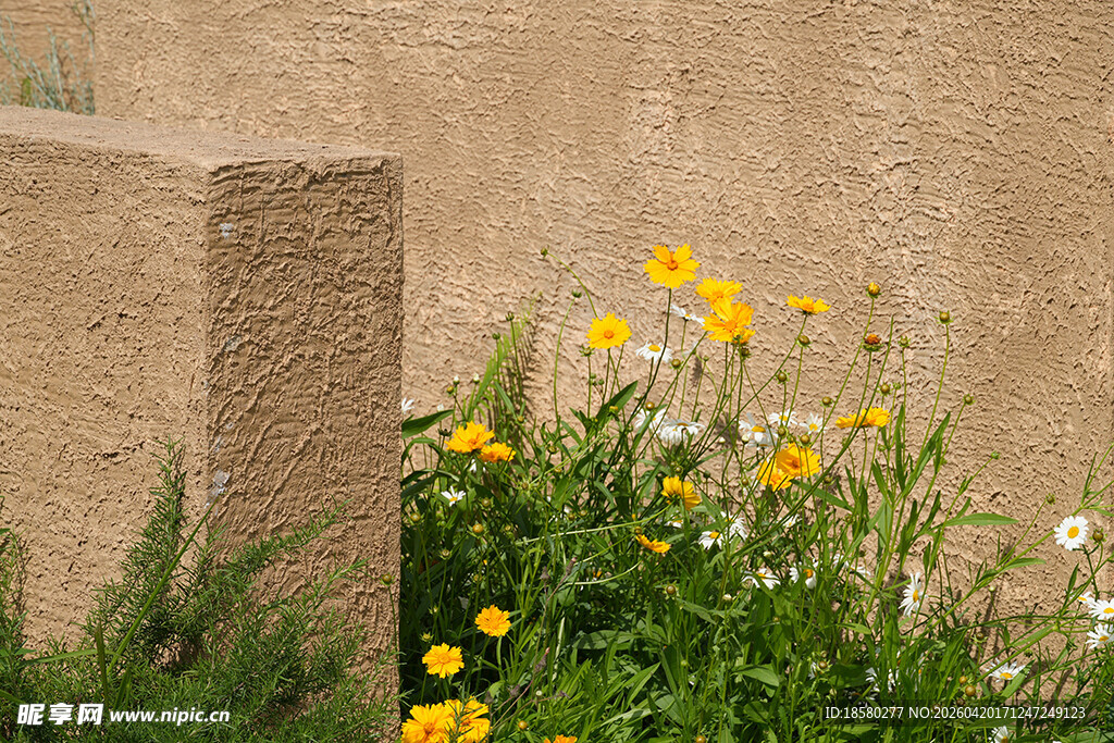 墙边绽放的多彩小花