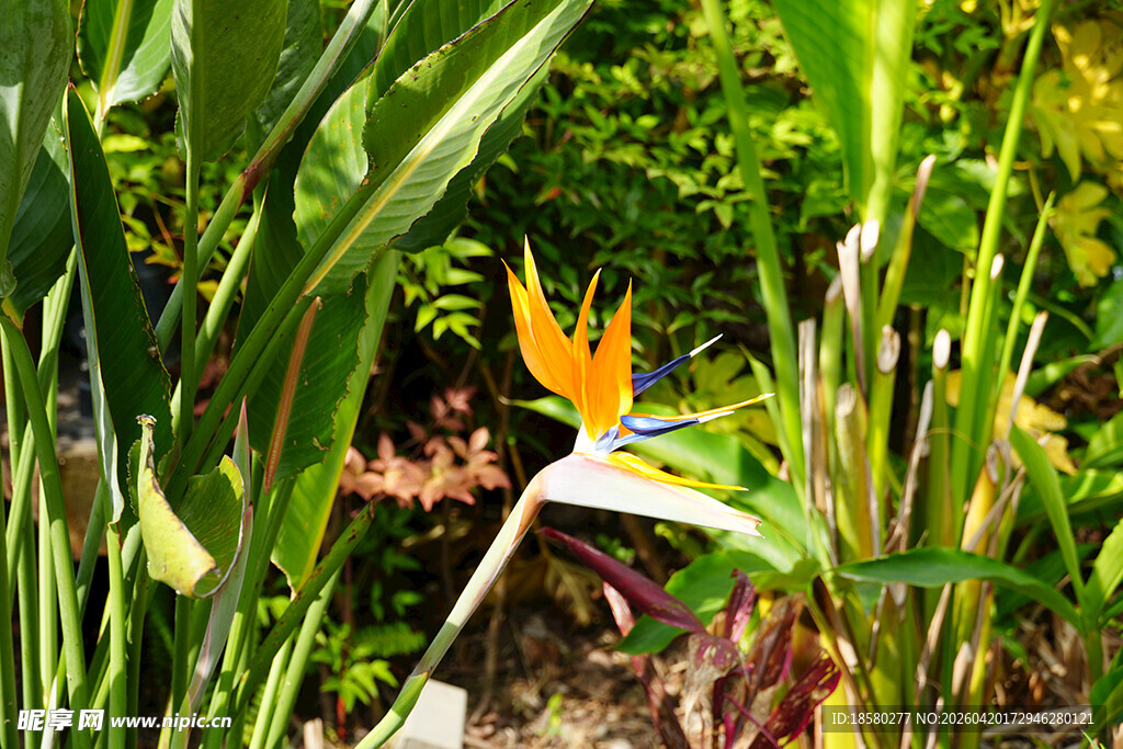 绿叶间的橙黄蝴蝶