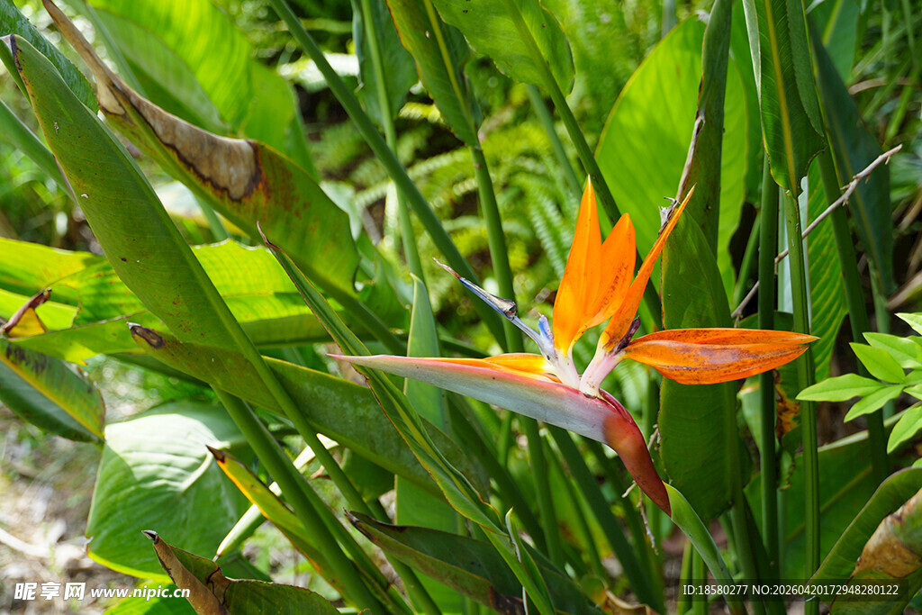 艳丽鹤望兰绽放绿意中