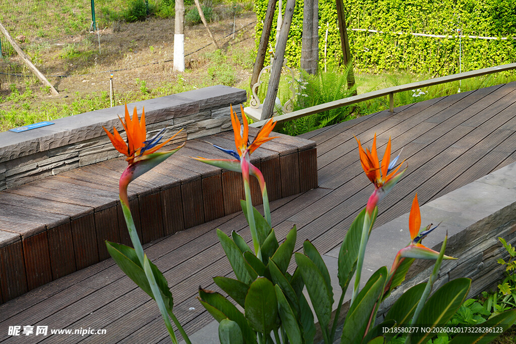 户外木质平台上的艳丽花卉