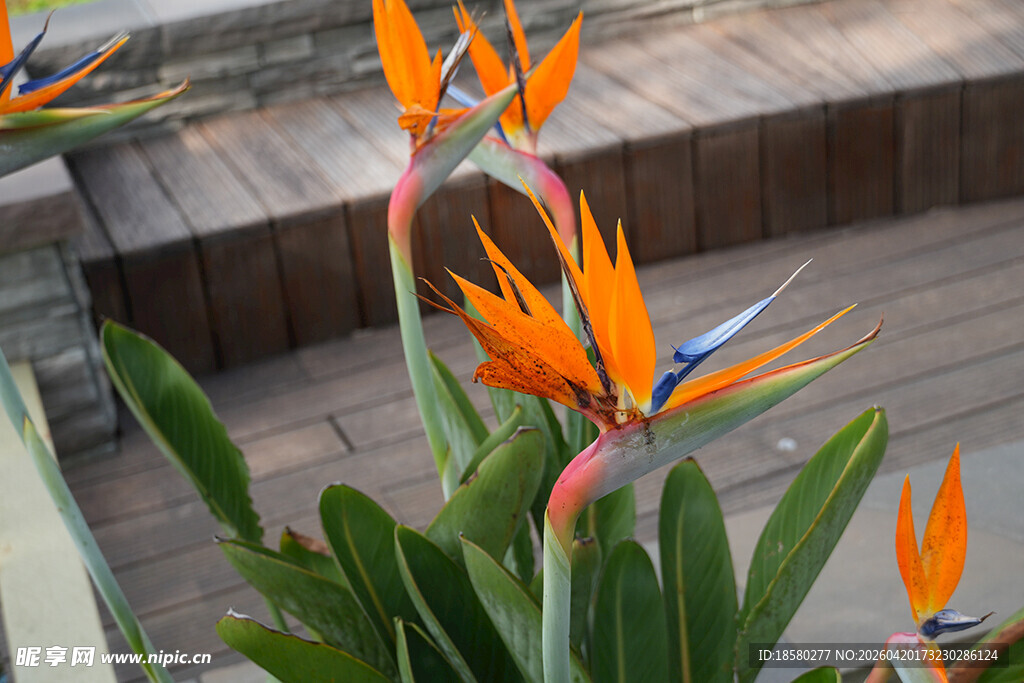 艳丽鹤望兰绽放于户外