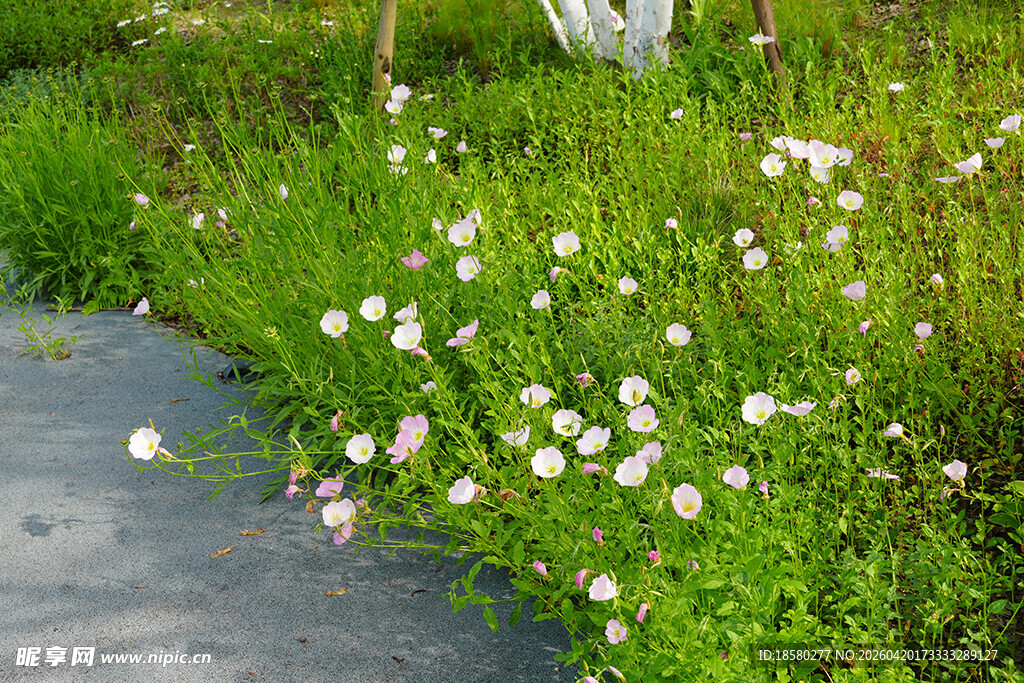 路边绽放的白色小花