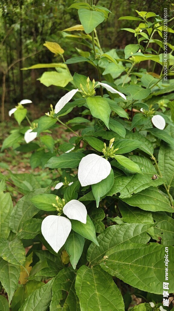 玉叶金花 绿叶 白色树叶