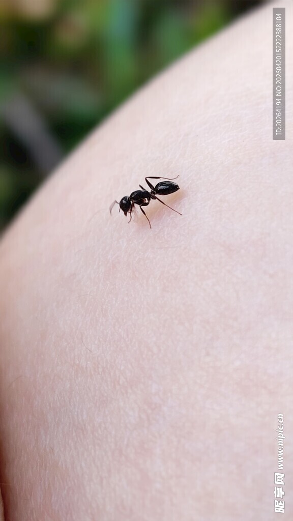 手臂上的小蚂蚁