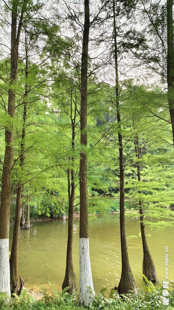 湖畔水杉林 落羽杉 绿意盎然