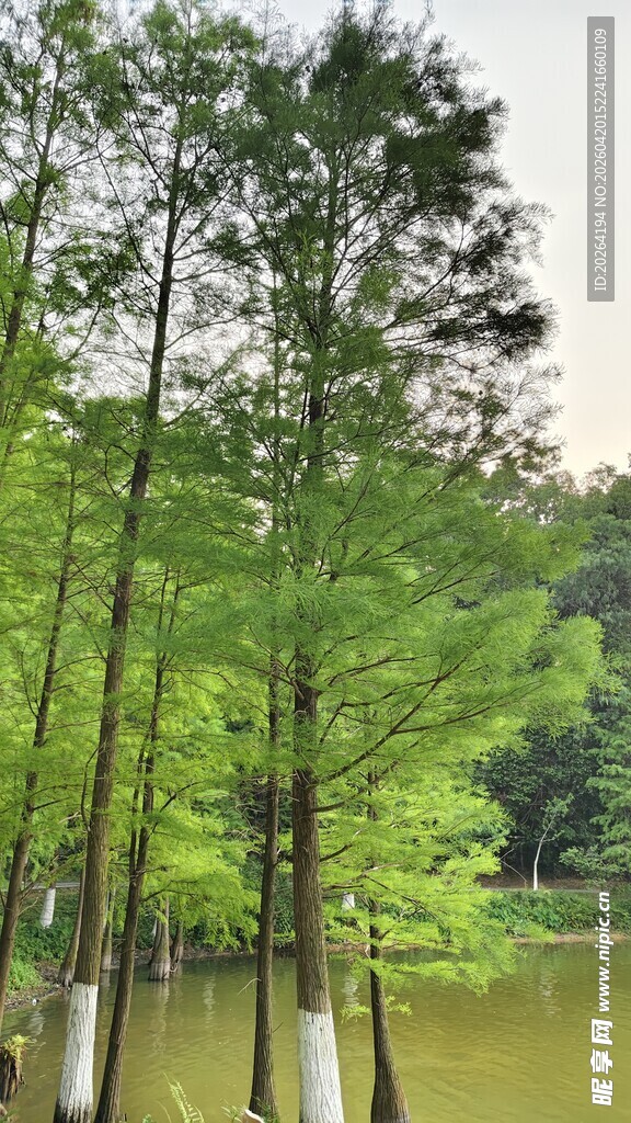 水上树林景观落羽杉