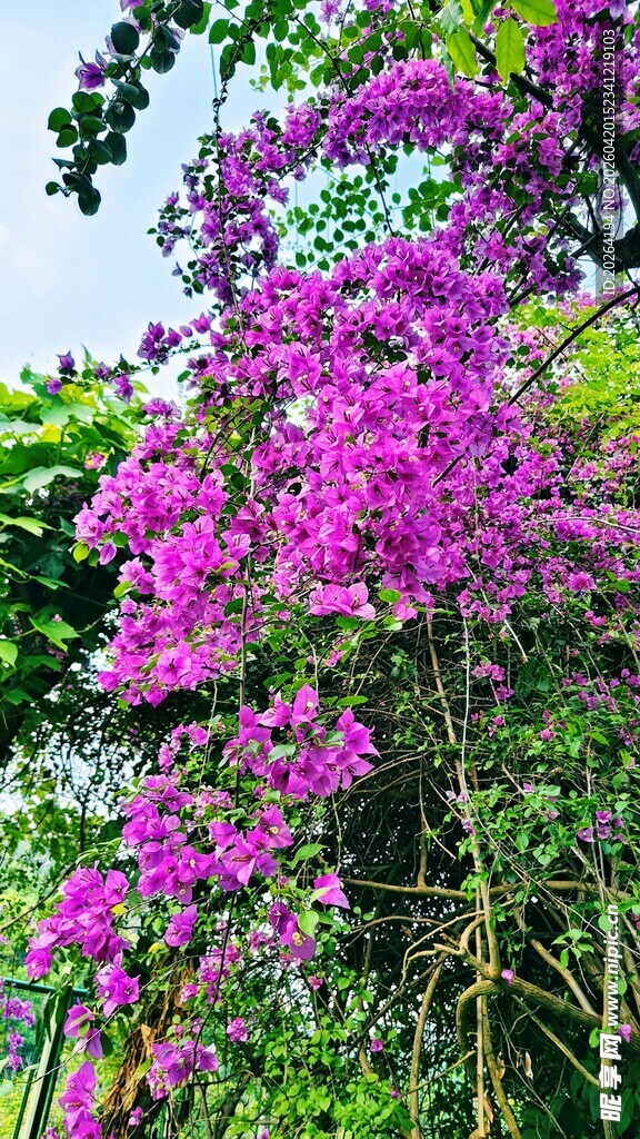 三角梅 盛开的紫色繁花