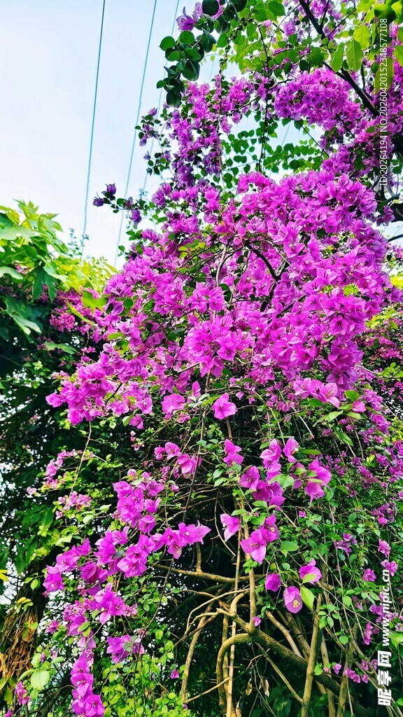 三角梅 盛开的紫色藤蔓花卉