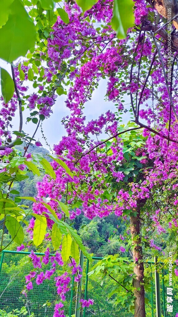 三角梅 紫花垂挂于绿树间