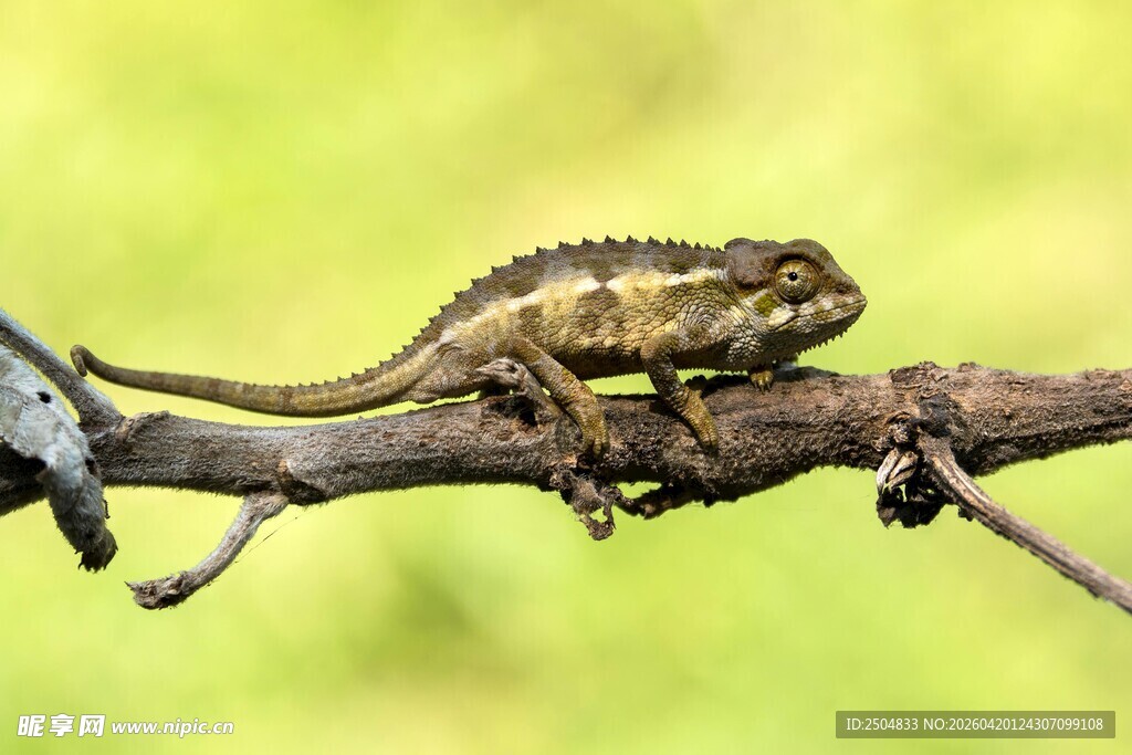 树枝上的变色龙