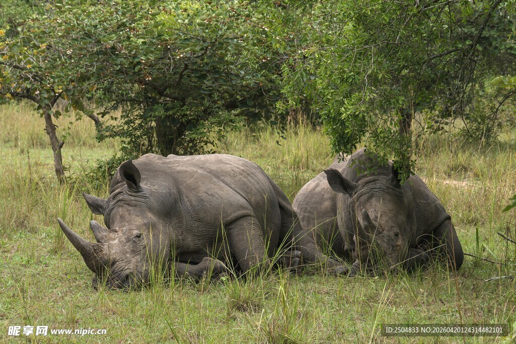 草原上休憩的两头犀牛