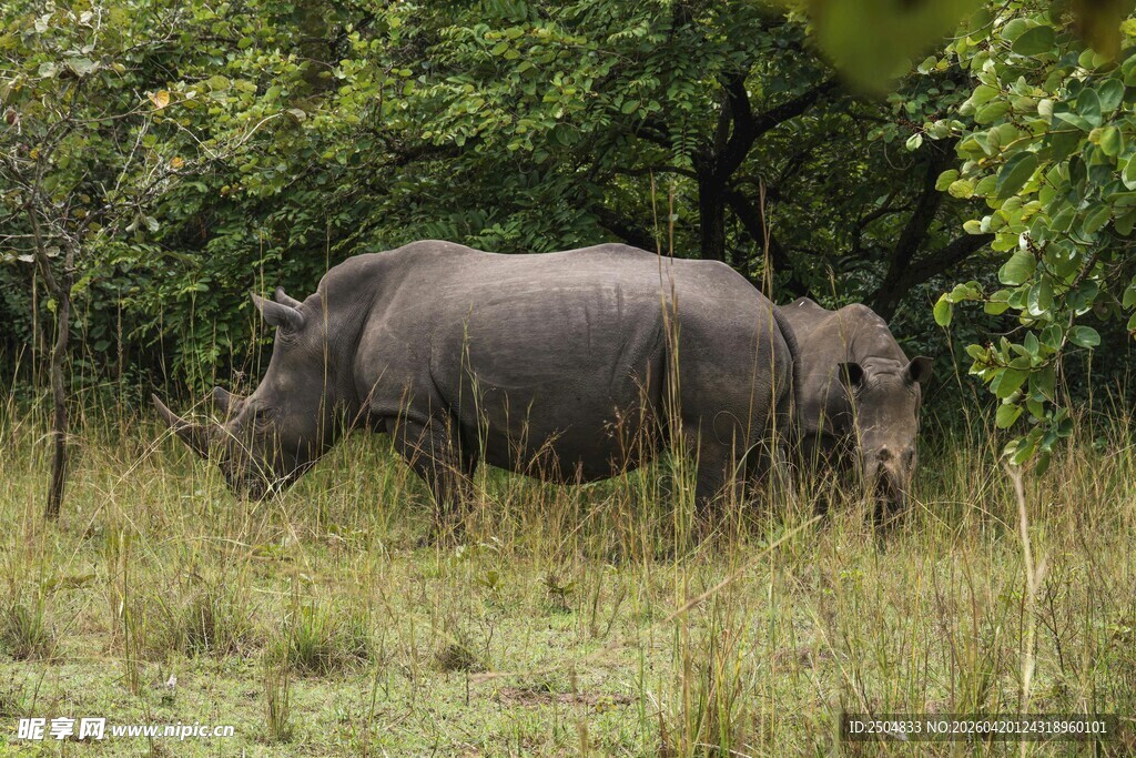 草原上的两头犀牛