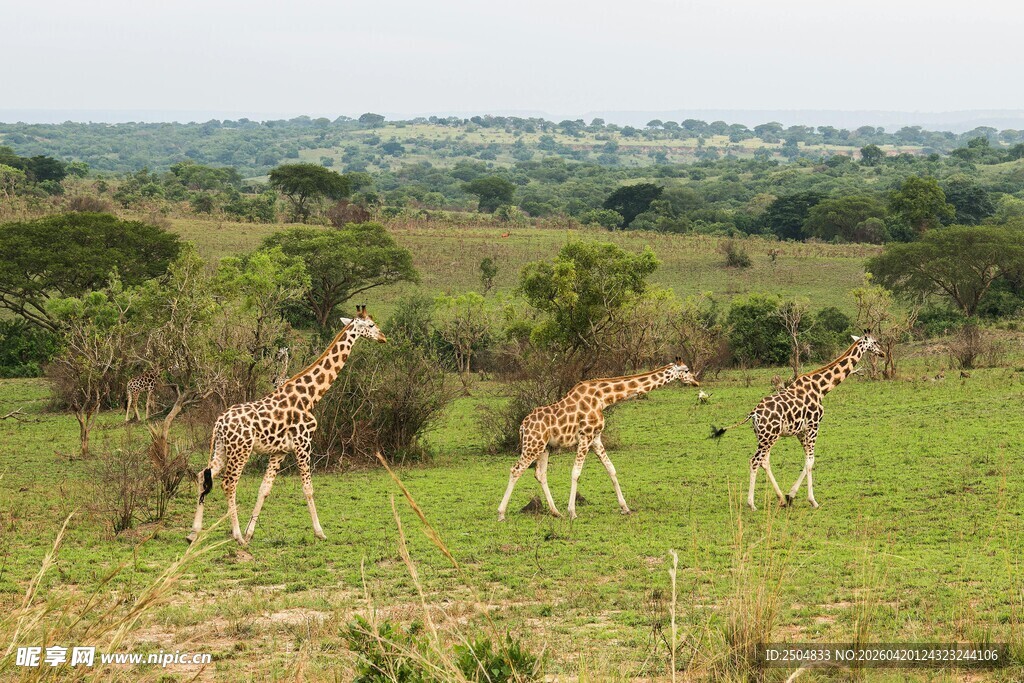 草原上漫步的几只长颈鹿