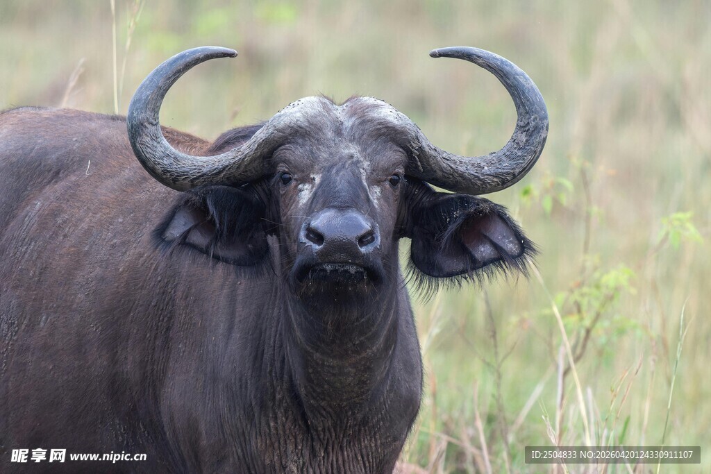 草原上的长角水牛