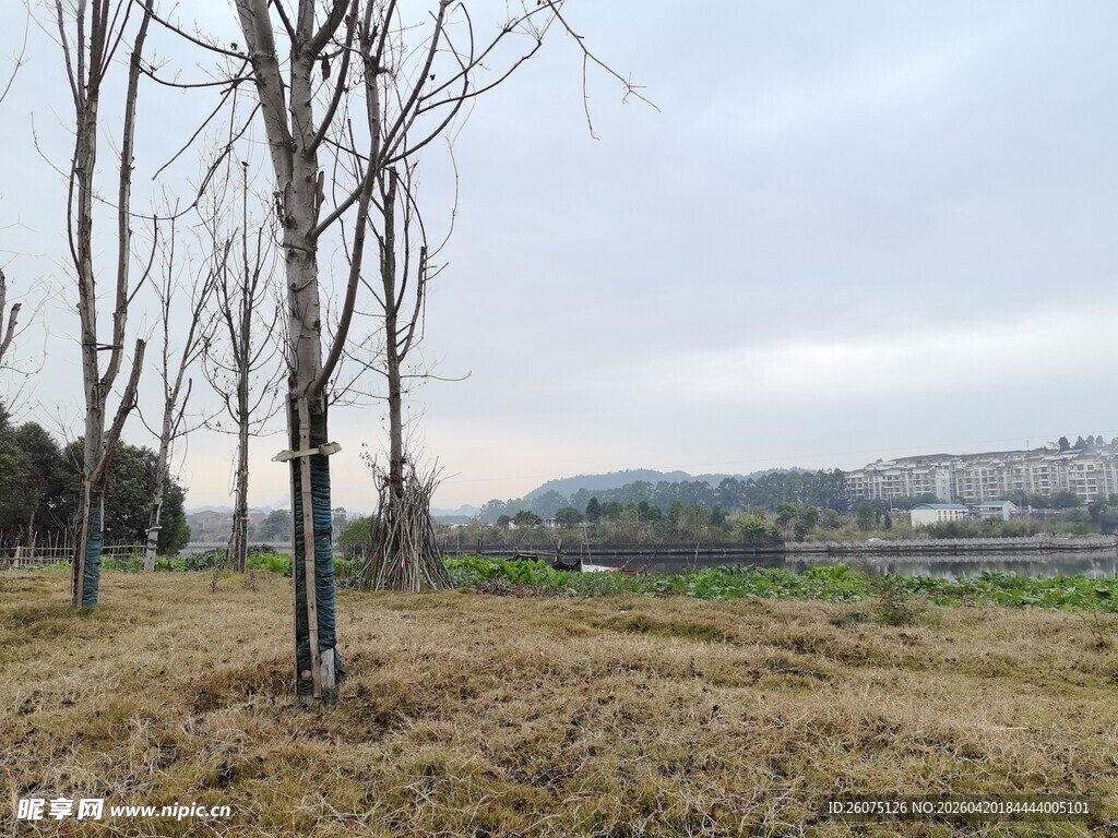 冬日郊野枯树风景