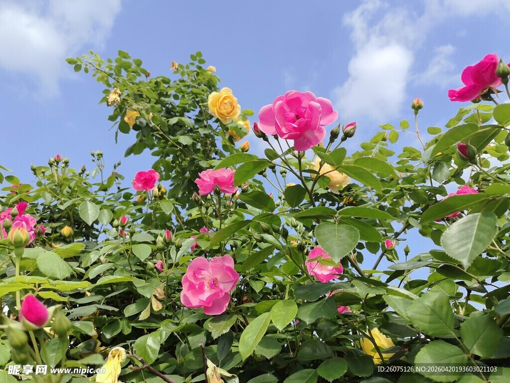 多彩蔷薇绽放于蓝天之下