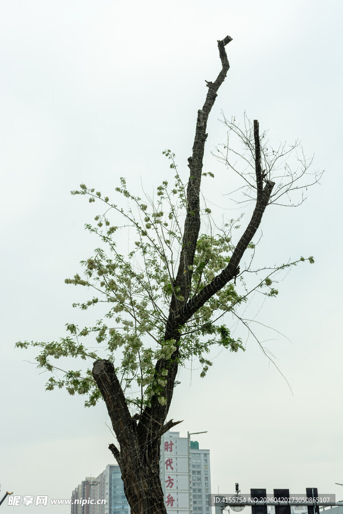 枯树逢春展新绿