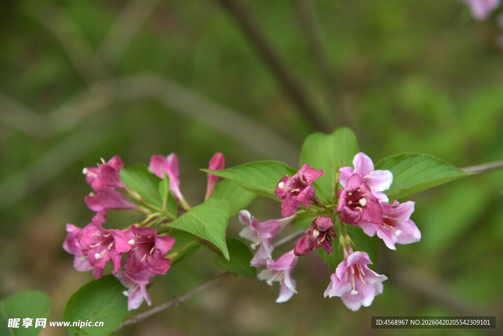 娇艳锦带花绽放枝头