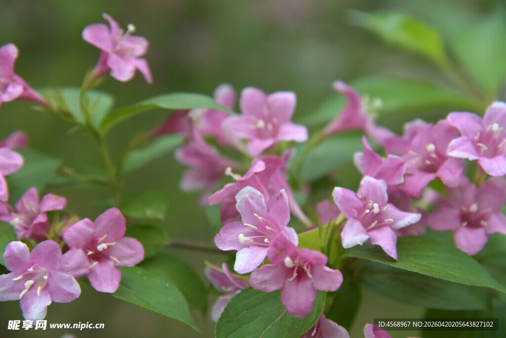 粉色锦带花绽放