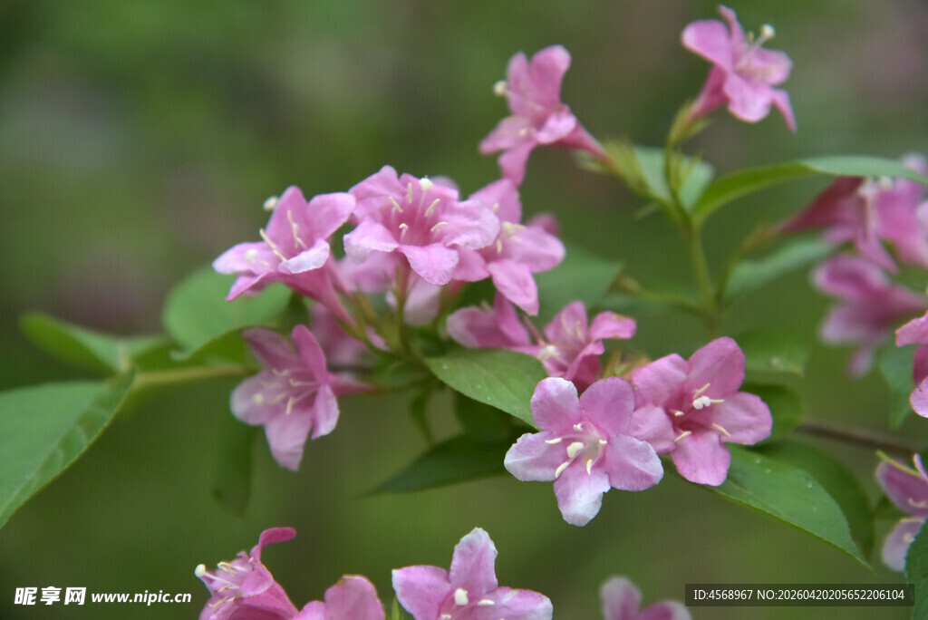 粉色小花绽放枝头