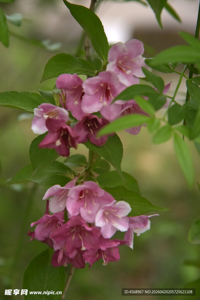 粉色锦带花绽放枝头