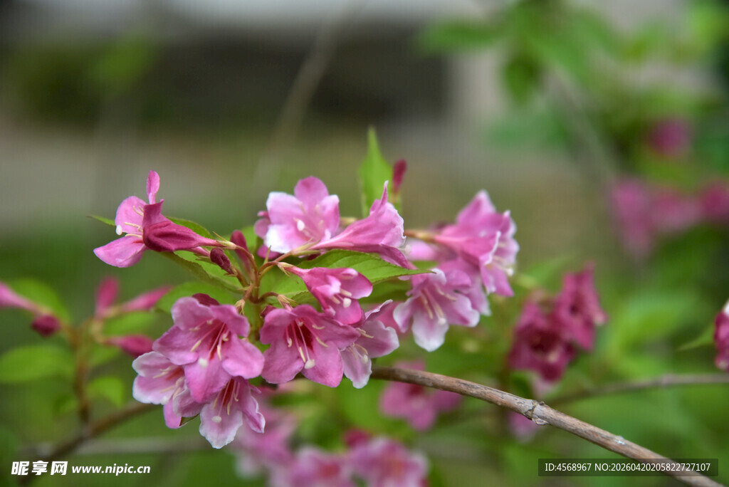 娇艳粉色花朵绽放枝头