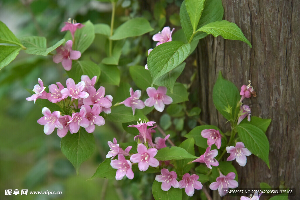 粉色小花攀附树干绽放