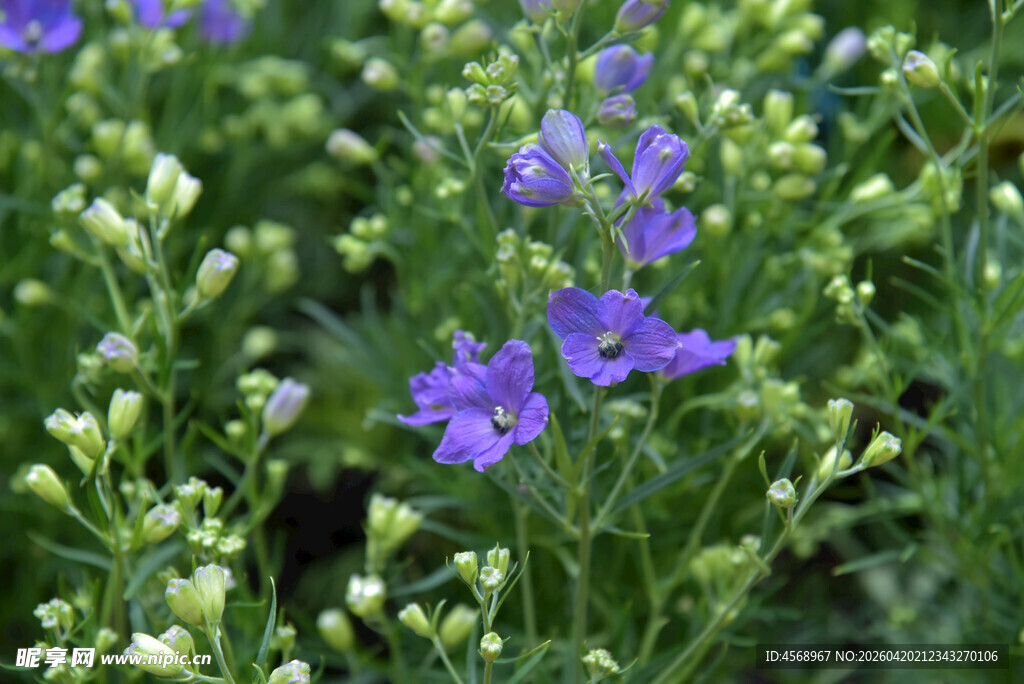 紫色小花绽放绿意间