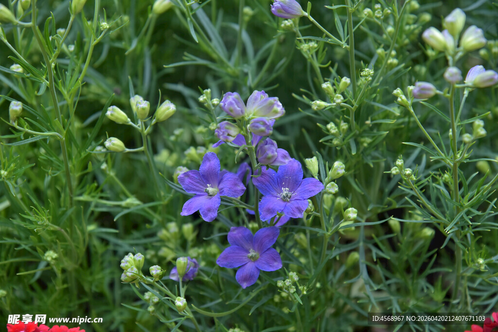 紫色花卉绽放于绿植间