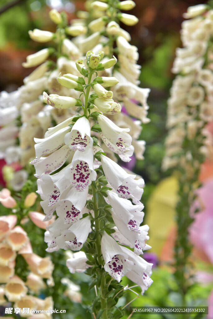 美丽毛地黄绽放花园