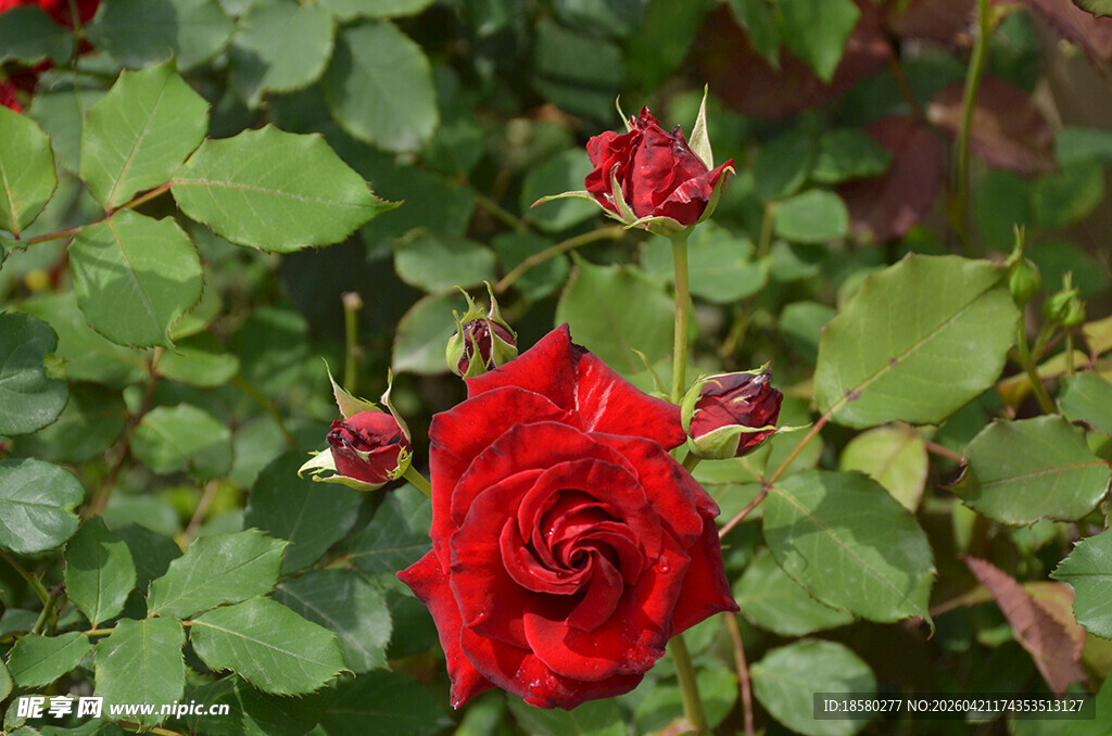 娇艳红玫瑰绽放绿叶间