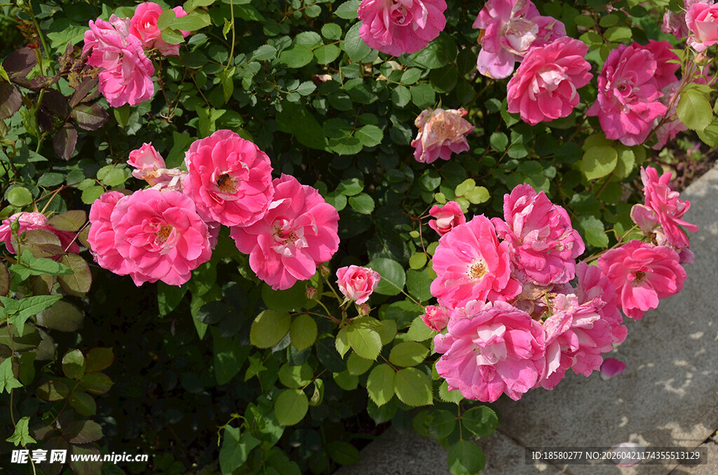 娇艳粉色月季花绽放