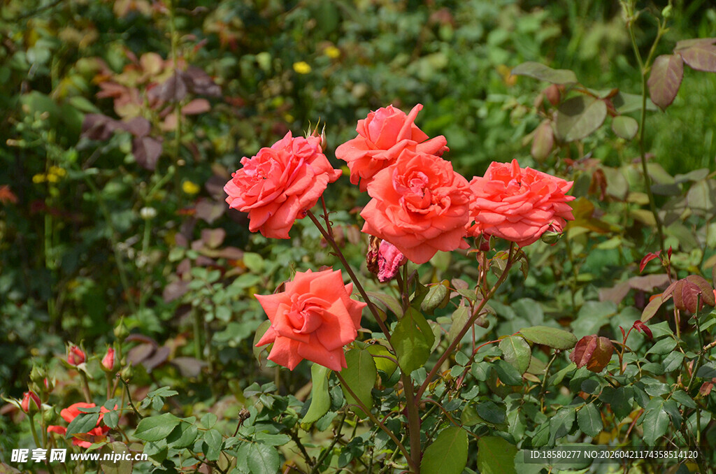 鲜艳绽放的红色月季花