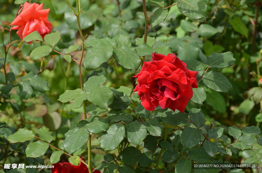 娇艳红玫瑰绽放于绿叶间