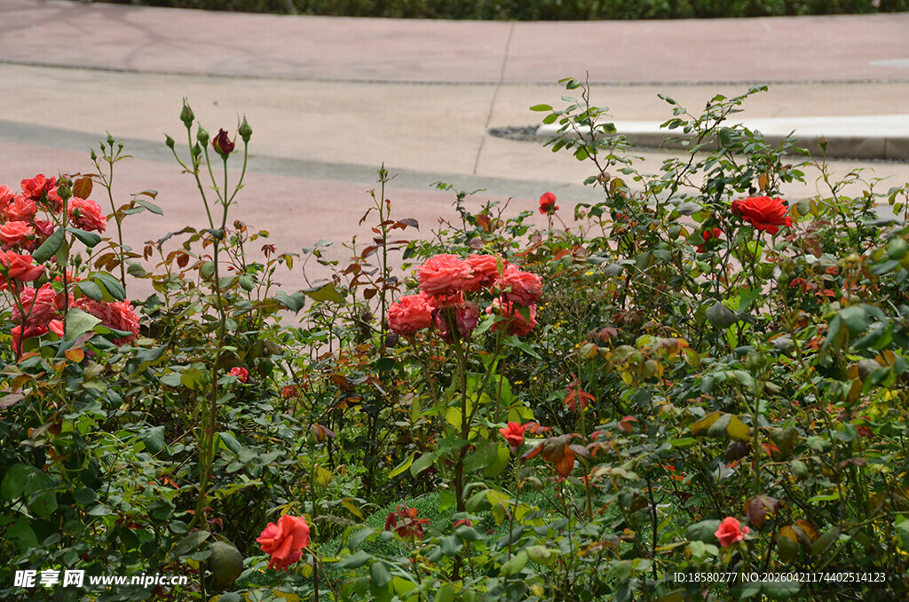 绽放的红色花丛