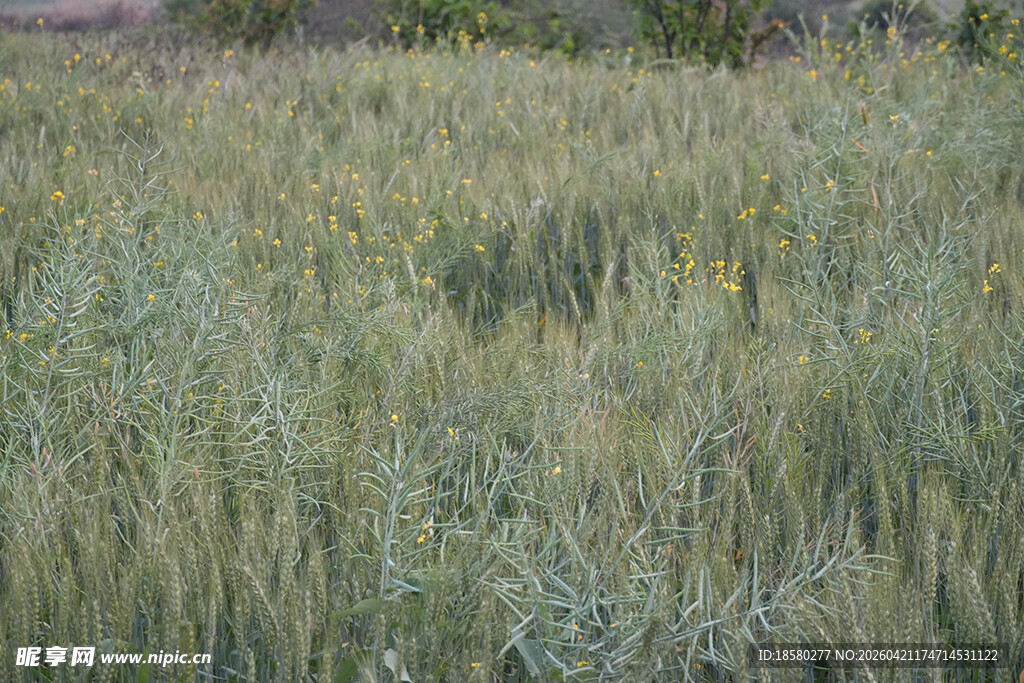 广袤麦田 尽显田园风光