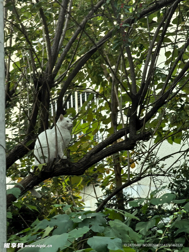树上的白色猫咪