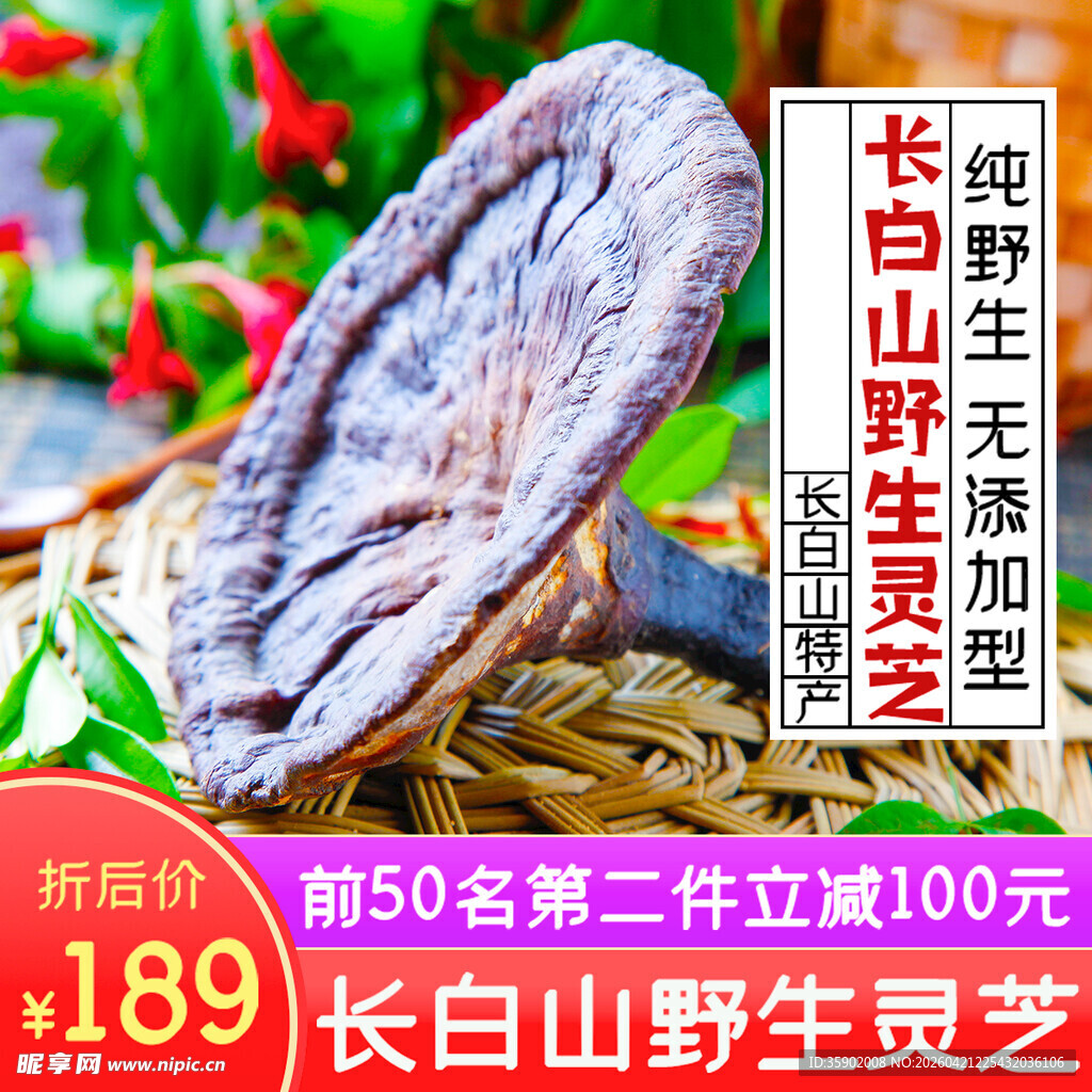 长白山野生灵芝展示